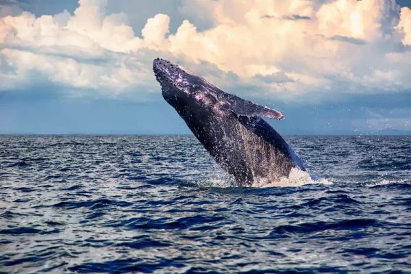 Avisatamiento de ballenas jorobadas en Panampa Taboga