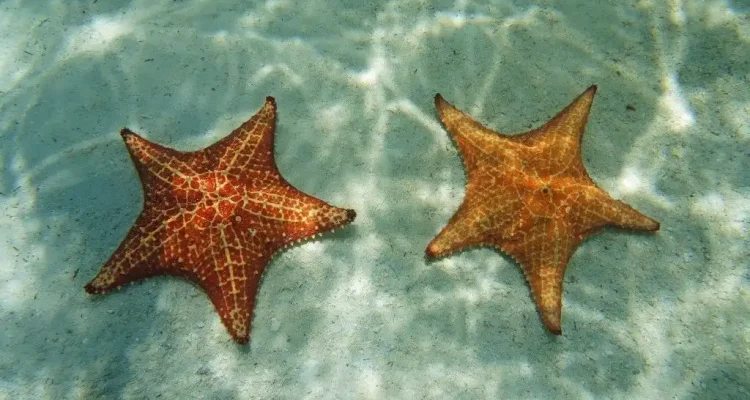 playa de las estrellas